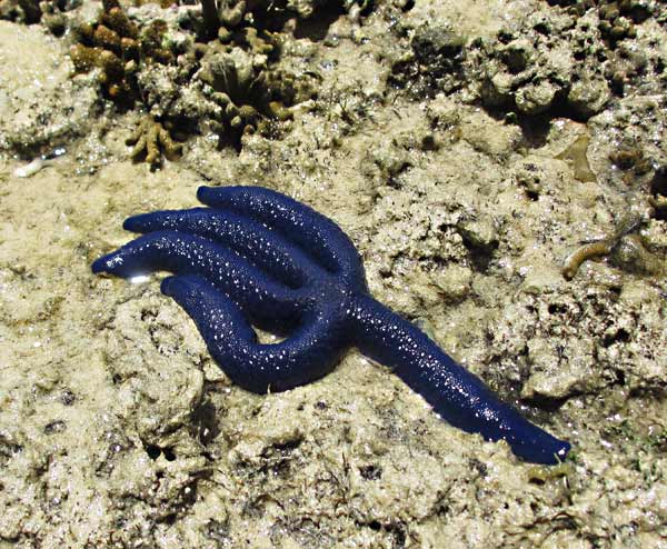 A blue starfish waiting for the tide to come back in.