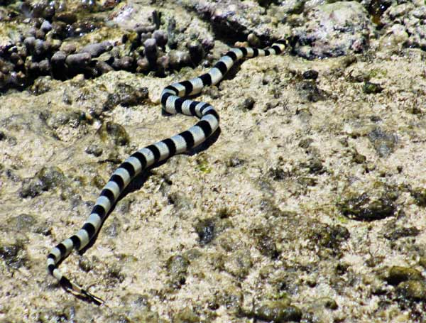 A sea snake more frightened of us than we are of it.