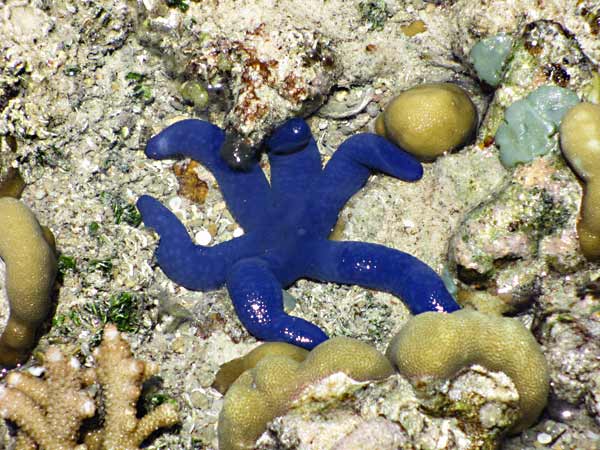 A blue starfish on Tapana Island.