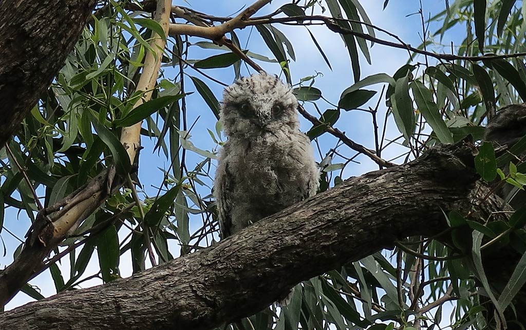 tawny-frogmouth-baby-1