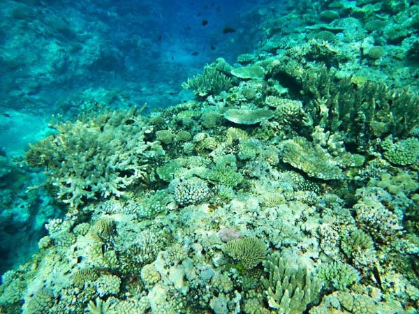 The Coral Gardens (Vaka’eitu, Vava’u, Tonga) – Two At Sea