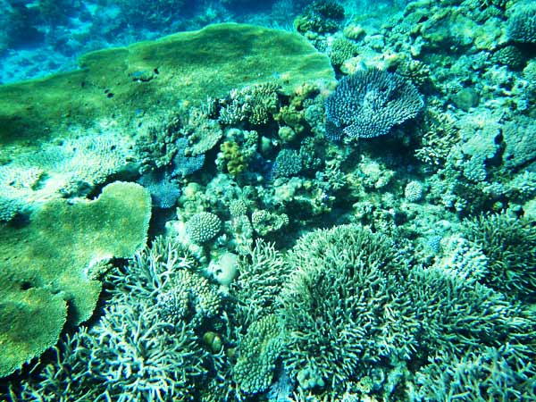 The Coral Wonder (Vaka’eitu, Vava’u, Tonga) – Two At Sea