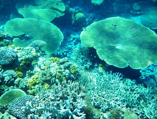 The Coral Wonder (Vaka’eitu, Vava’u, Tonga) – Two At Sea