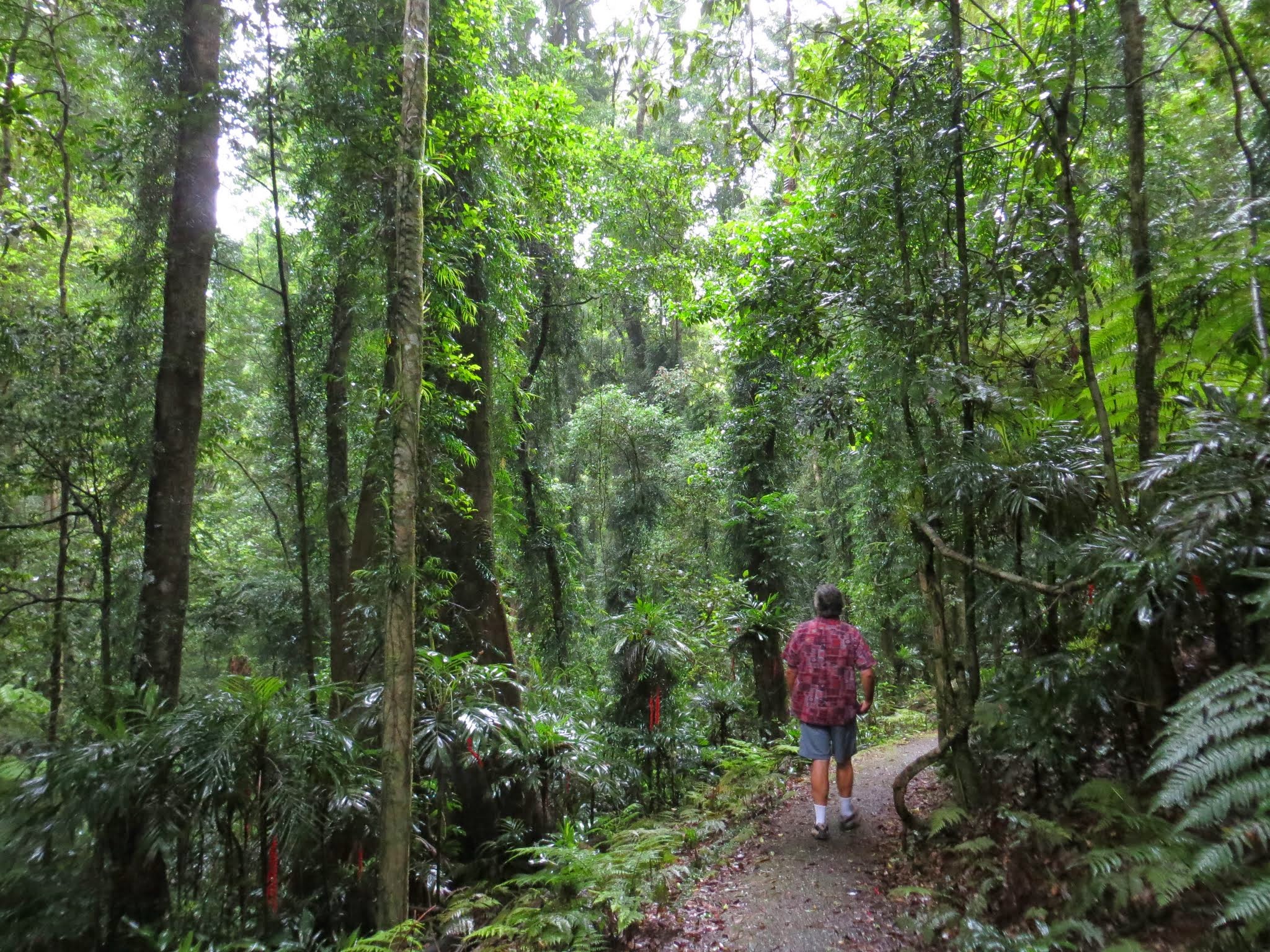 Dorrigo Rainforest Walks – Two At Sea