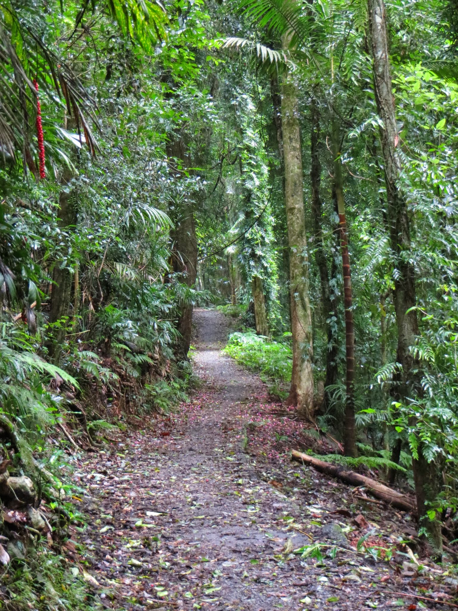 Dorrigo Rainforest Walks – Two At Sea