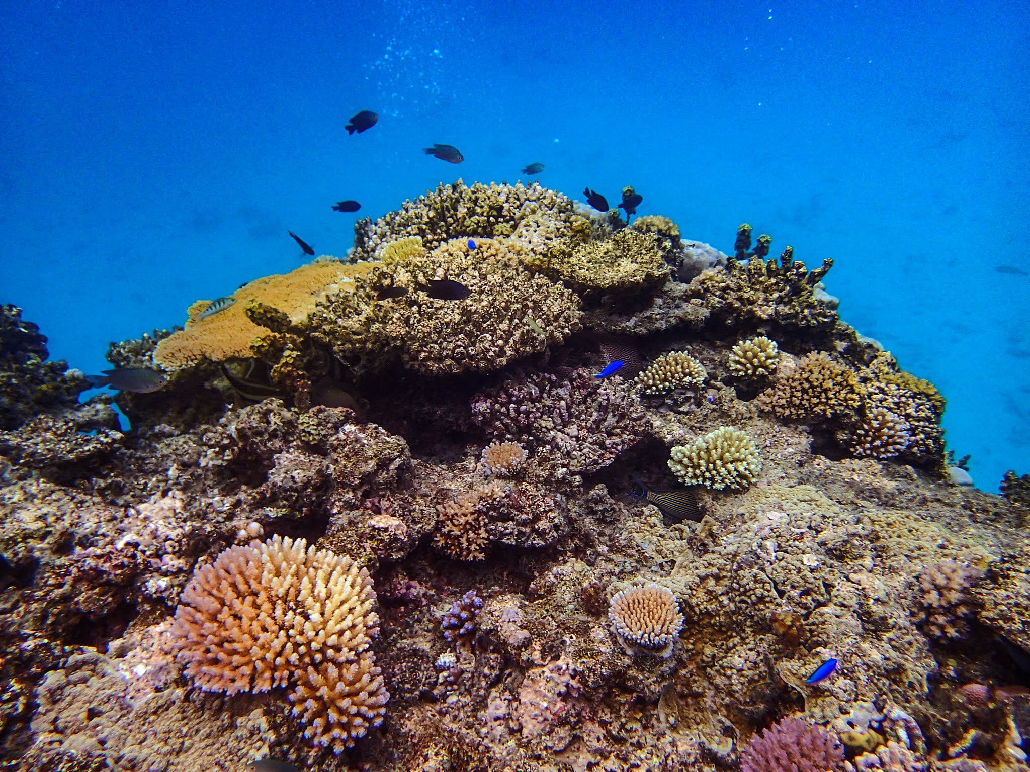 Snorkeling at Nacula Island (Yasawa Island Group, Fiji) – Two At Sea