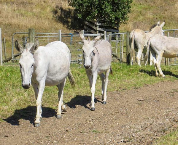 A Visit With The Ponui Donkeys Hauraki Gulf New Zealand Two At Sea